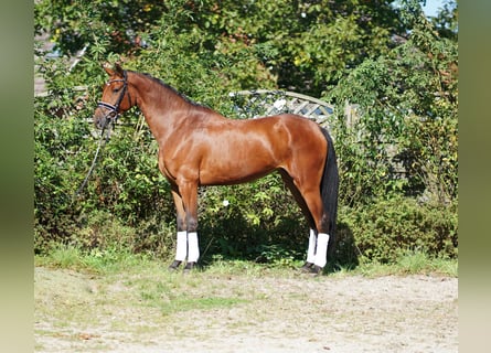 Hannoveriano, Yegua, 3 años, 168 cm, Castaño