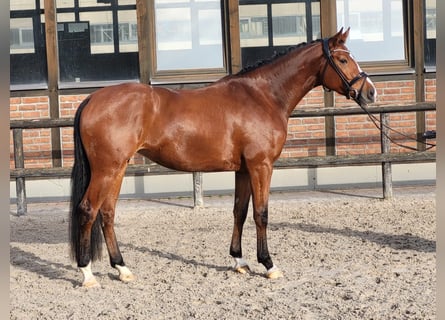 Hannoveriano, Yegua, 3 años, 168 cm, Castaño