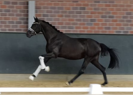 Hannoveriano, Yegua, 3 años, 168 cm, Negro