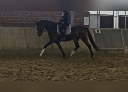 Hannoveriano, Yegua, 3 años, 170 cm, Castaño oscuro