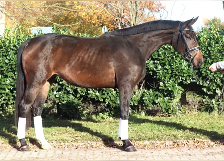 Hannoveriano, Yegua, 3 años, 170 cm, Morcillo