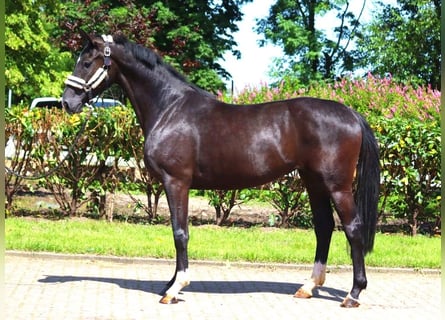 Hannoveriano, Yegua, 3 años, 170 cm, Negro