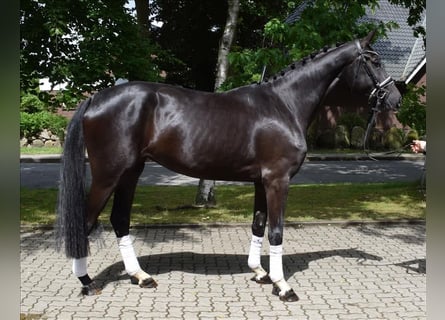 Hannoveriano, Yegua, 3 años, 175 cm, Negro