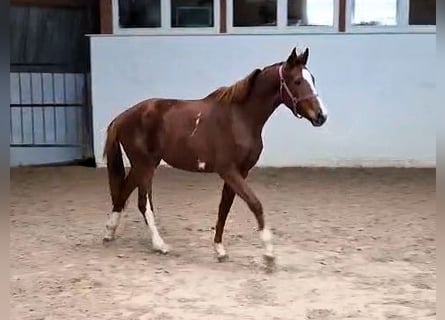 Hannoveriano, Yegua, 3 años, Alazán