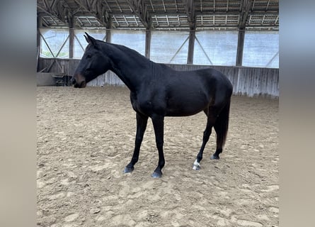 Hannoveriano, Yegua, 3 años, Castaño oscuro