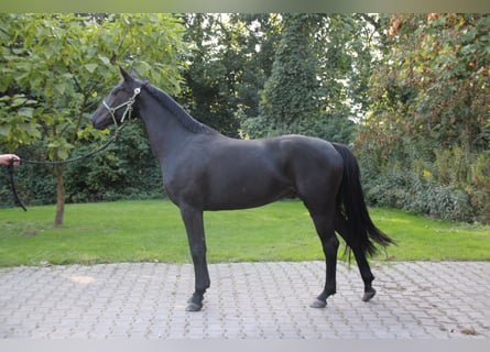 Hannoveriano, Yegua, 4 años, 160 cm, Negro