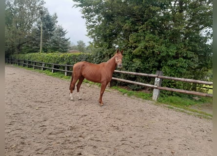 Hannoveriano, Yegua, 4 años, 162 cm, Alazán