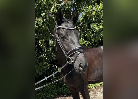 Hannoveriano, Yegua, 4 años, 162 cm, Negro