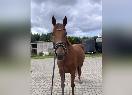 Hannoveriano, Yegua, 4 años, 163 cm, Alazán-tostado