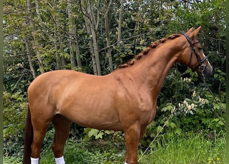 Hannoveriano, Yegua, 4 años, 163 cm, Alazán-tostado