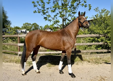 Hannoveriano, Yegua, 4 años, 163 cm, Castaño