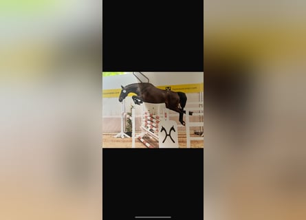 Hannoveriano, Yegua, 4 años, 163 cm, Castaño oscuro
