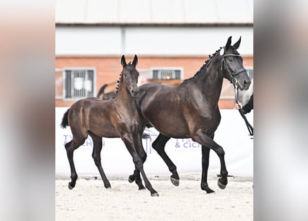Hannoveriano, Yegua, 4 años, 163 cm, Negro