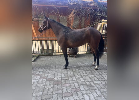 Hannoveriano, Yegua, 4 años, 164 cm, Castaño