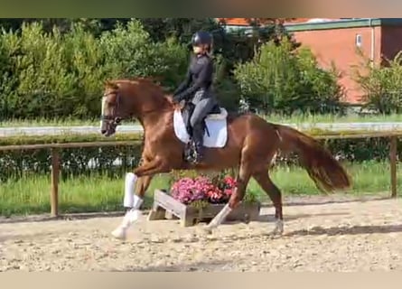 Hannoveriano, Yegua, 4 años, 165 cm, Alazán-tostado