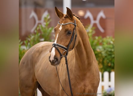 Hannoveriano, Yegua, 4 años, 165 cm, Alazán-tostado