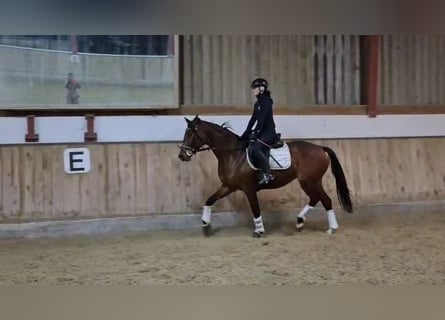Hannoveriano, Yegua, 4 años, 165 cm, Castaño