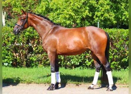 Hannoveriano, Yegua, 4 años, 165 cm, Castaño