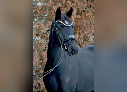 Hannoveriano, Yegua, 4 años, 165 cm, Negro