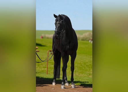 Hannoveriano, Yegua, 4 años, 165 cm, Negro