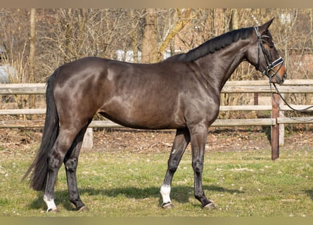 Hannoveriano, Yegua, 4 años, 166 cm, Castaño oscuro