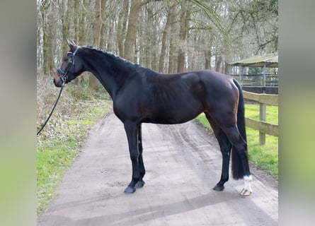 Hannoveriano, Yegua, 4 años, 167 cm, Castaño oscuro