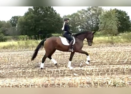 Hannoveriano, Yegua, 4 años, 167 cm, Castaño oscuro