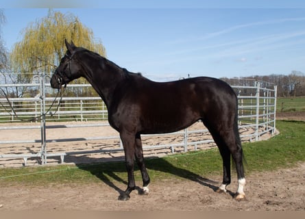 Hannoveriano, Yegua, 4 años, 167 cm, Negro