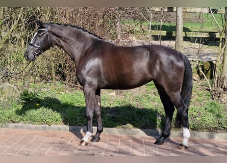 Hannoveriano, Yegua, 4 años, 167 cm, Negro