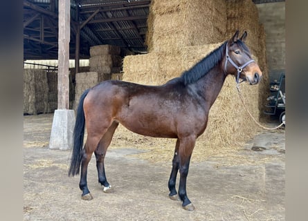 Hannoveriano, Yegua, 4 años, 168 cm, Castaño