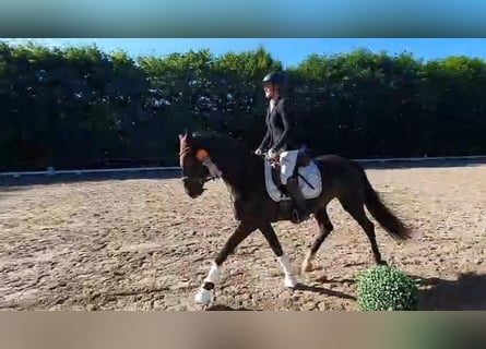 Hannoveriano, Yegua, 4 años, 168 cm, Morcillo