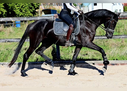 Hannoveriano, Yegua, 4 años, 169 cm, Negro