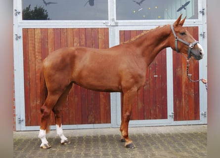 Hannoveriano, Yegua, 4 años, 170 cm, Alazán