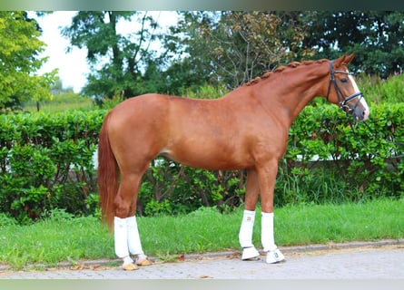 Hannoveriano, Yegua, 4 años, 170 cm, Alazán