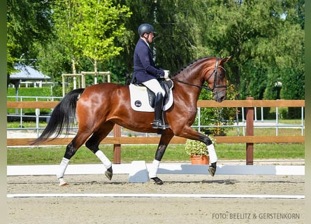 Hannoveriano, Yegua, 4 años, 170 cm, Castaño oscuro