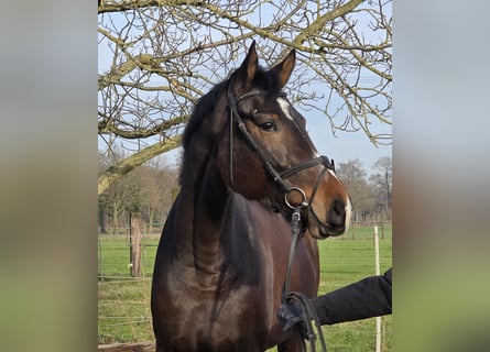 Hannoveriano, Yegua, 4 años, 170 cm, Castaño oscuro
