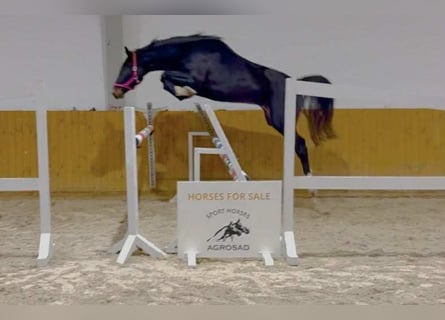 Hannoveriano, Yegua, 4 años, 170 cm, Castaño oscuro