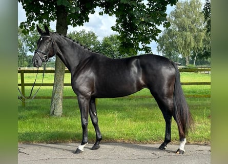 Hannoveriano, Yegua, 4 años, 170 cm, Negro