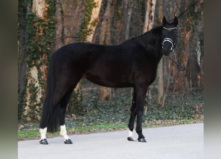 Hannoveriano, Yegua, 4 años, 170 cm, Negro