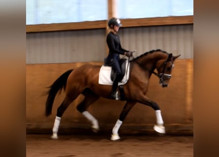 Hannoveriano, Yegua, 4 años, 172 cm, Castaño