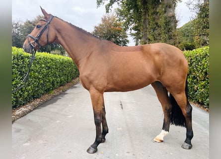 Hannoveriano, Yegua, 4 años, 173 cm, Castaño