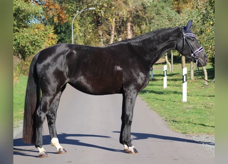 Hannoveriano, Yegua, 4 años, 173 cm, Negro