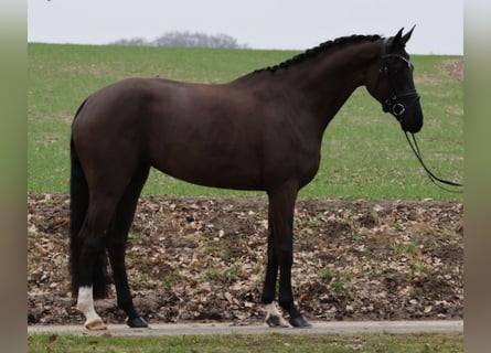 Hannoveriano, Yegua, 4 años, Negro