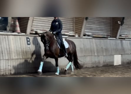Hannoveriano, Yegua, 5 años, 157 cm, Alazán-tostado
