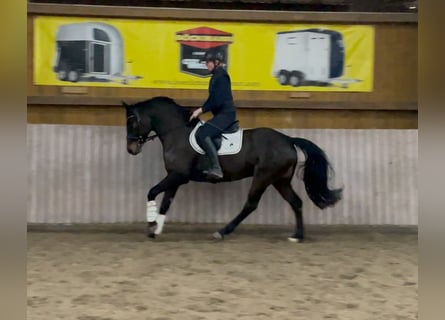 Hannoveriano, Yegua, 5 años, 162 cm, Castaño oscuro