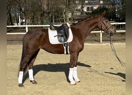 Hannoveriano, Yegua, 5 años, 163 cm, Alazán-tostado