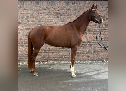 Hannoveriano, Yegua, 5 años, 164 cm, Alazán