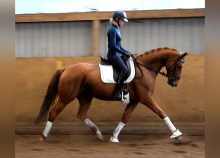 Hannoveriano, Yegua, 5 años, 167 cm, Alazán