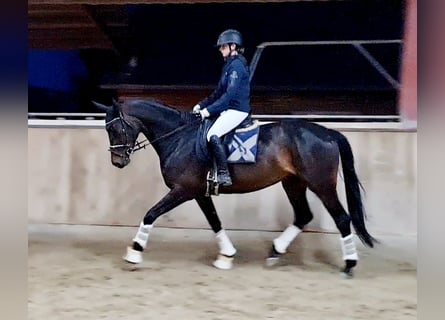 Hannoveriano, Yegua, 5 años, 168 cm, Morcillo