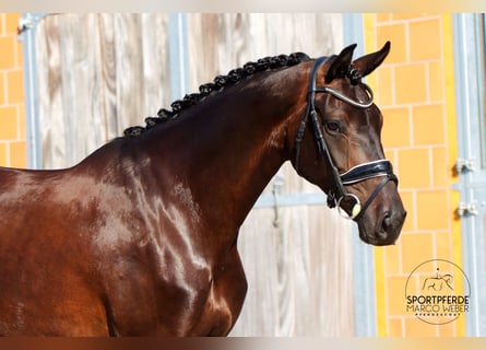 Hannoveriano, Yegua, 5 años, 170 cm, Castaño oscuro